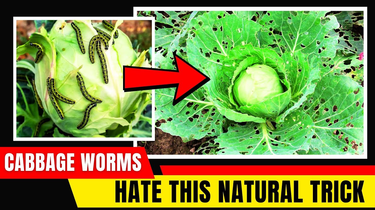 The BEST Natural Way to Get Rid of Cabbage Worms FAST!