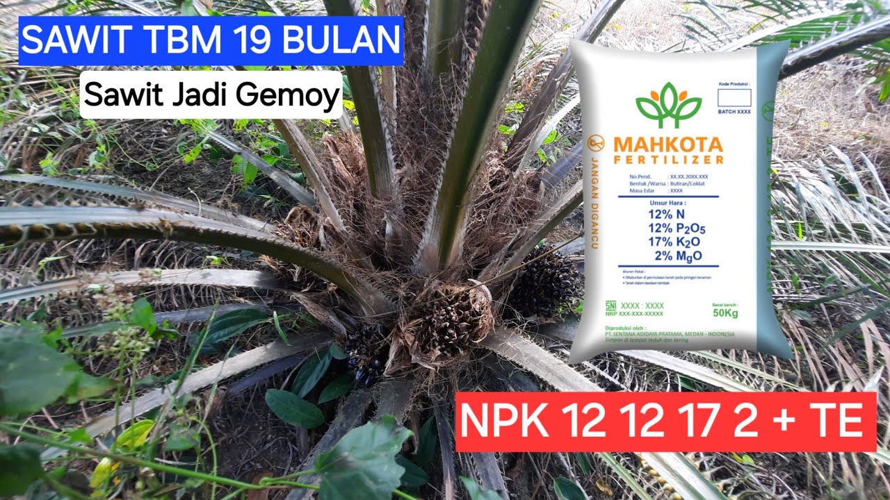 Pupuk NPK 12 12 17 2 + TE  Sawit TBM 2