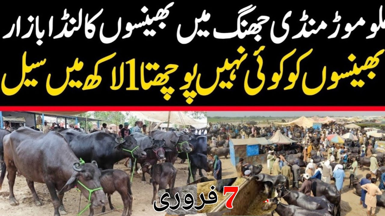 Buffalo Rate Today | Jhang Janwar Mandi Bhains Price