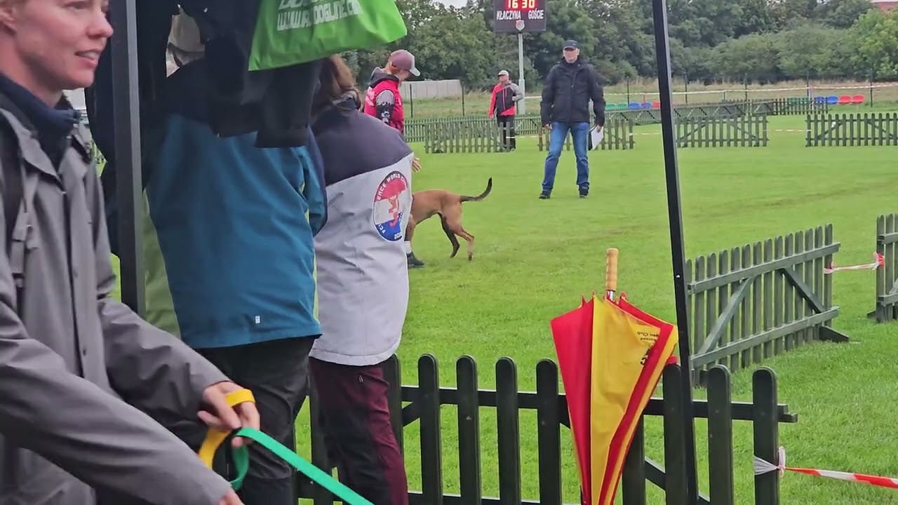 European Open Obedience 2025 - Ninja Marshall Dogs class 3