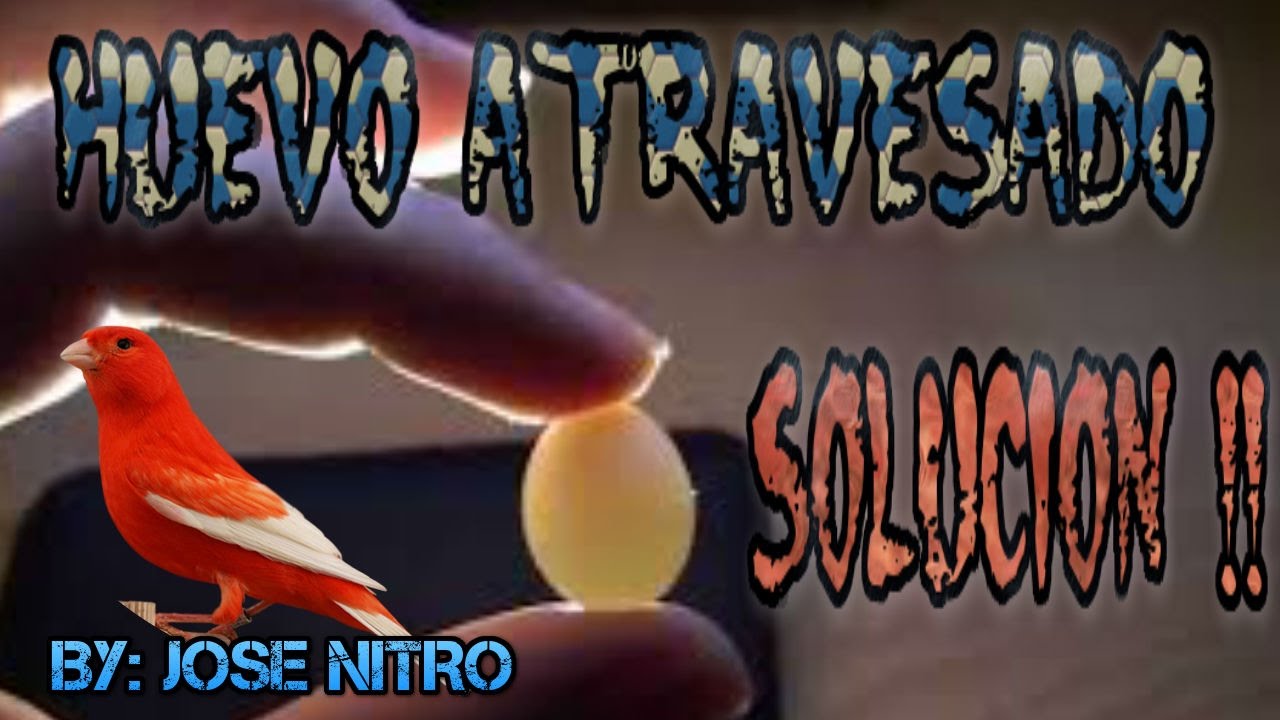 HUEVO ATRAVESADO