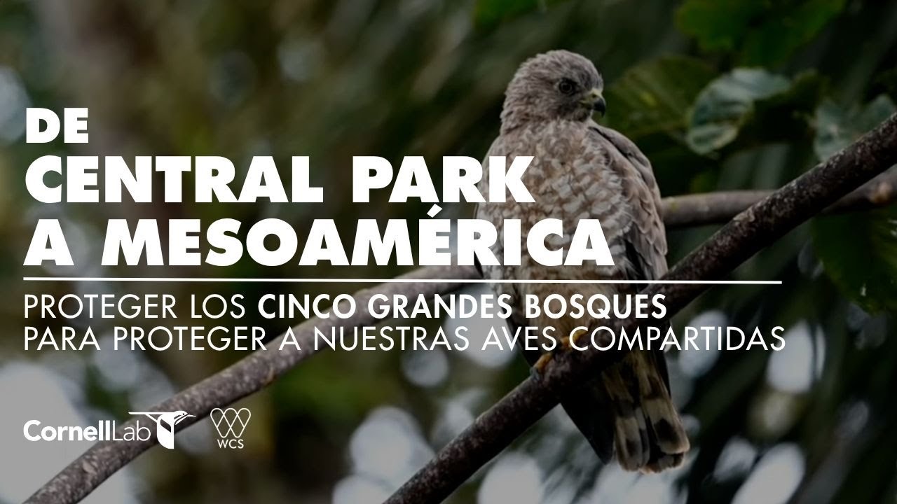 (short version) Los Cinco Grandes Bosques de Mesoamérica - Protegiendo Nuestras Aves Compartidas