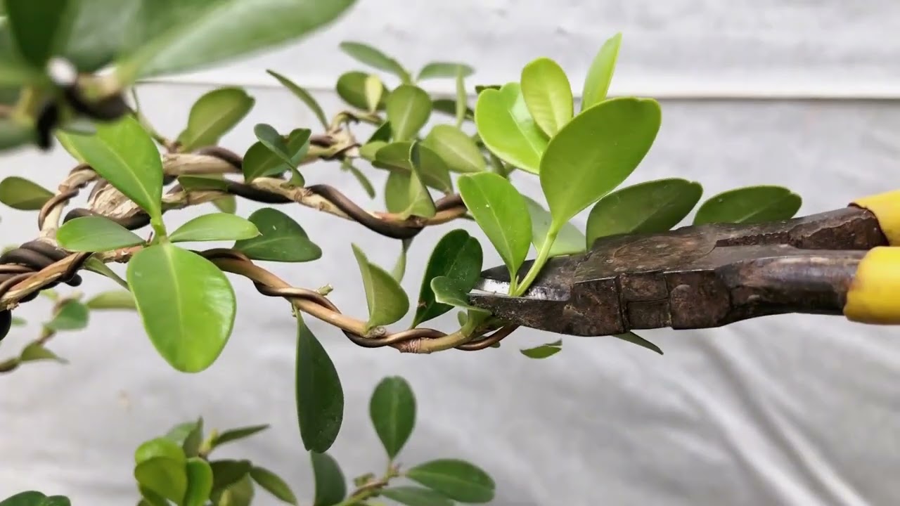 最详细的黄杨春季修剪养护要点，新手朋友值得收藏
