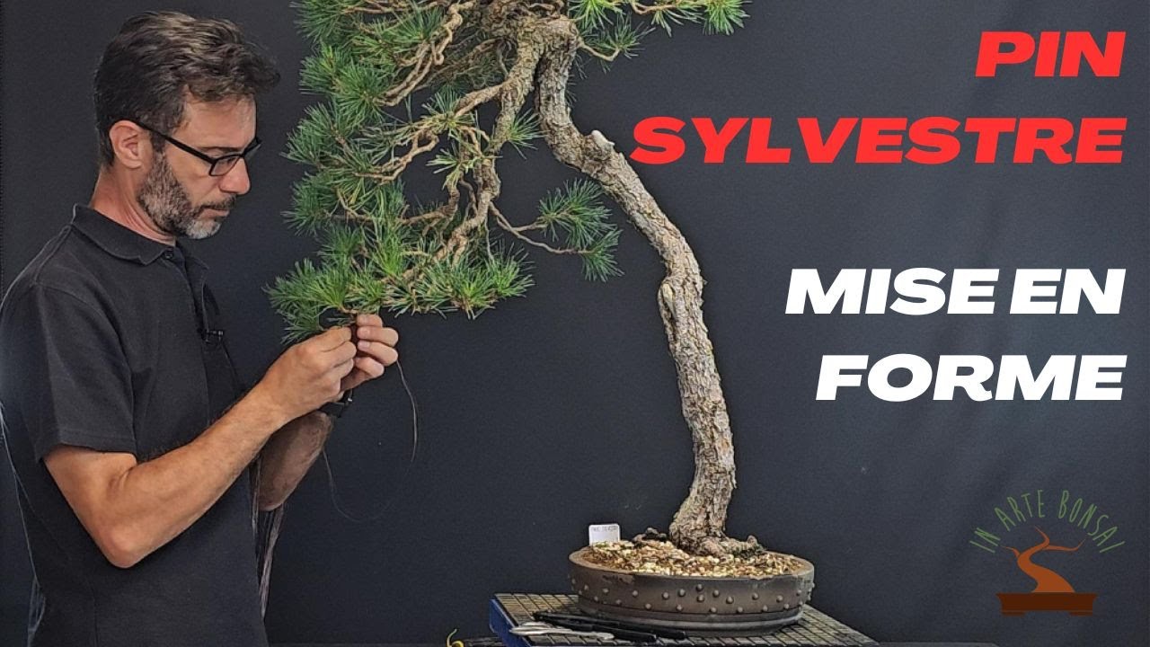 Mise en forme d'un pin sylvestre