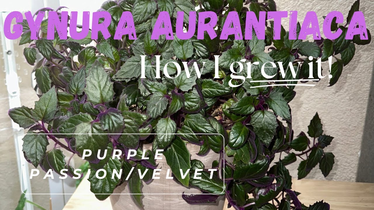 HOW TO GROW GYNURA AURANTIACA AKA PURPLE PASSION/VELVET