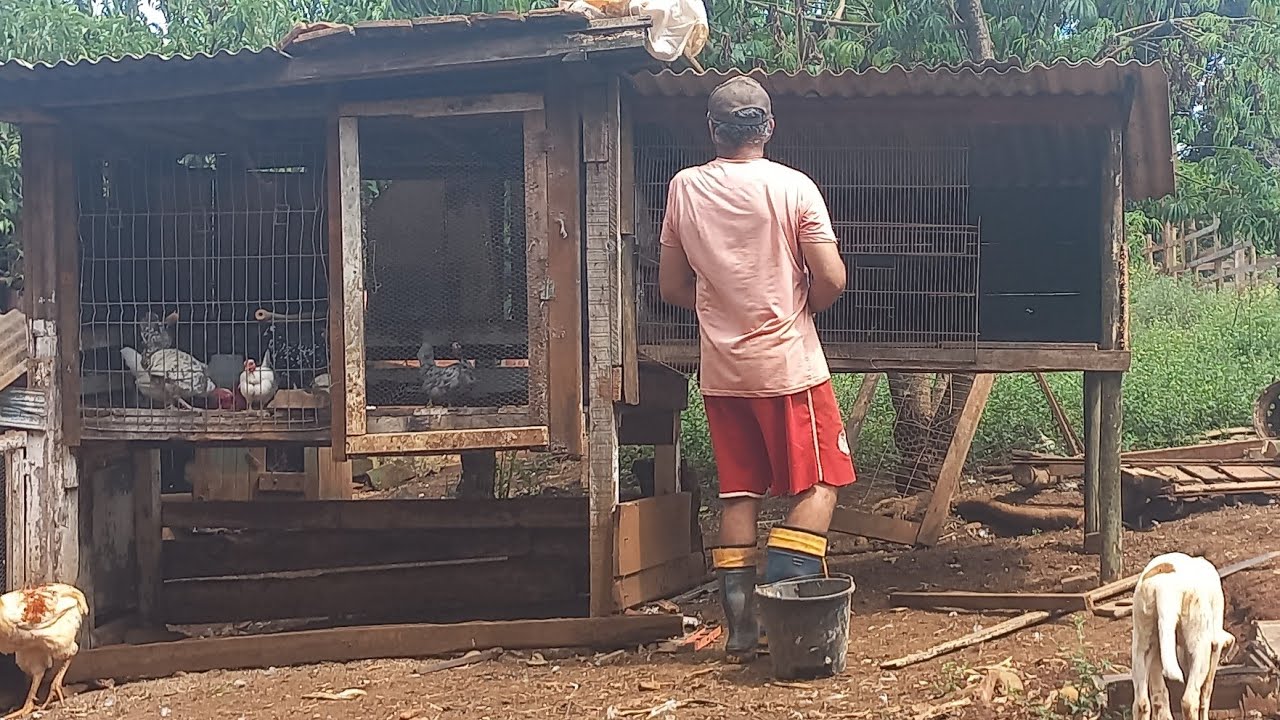 TERMINEI A CASA DAS CODORNAS,FICOU TOP