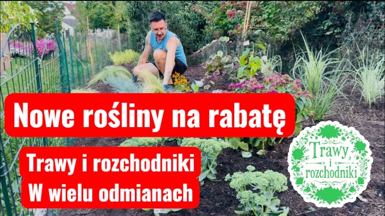 Nowe zakupy do ogrodu-rozchodniki i trawy ozdobne!