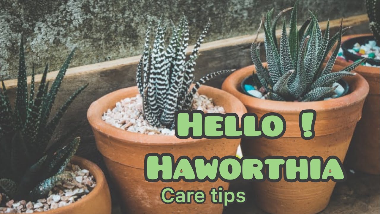 || HOW TO CARE FOR A HAWORTHIA || HAWORTHIA CARE TIPS N DETAIL ||