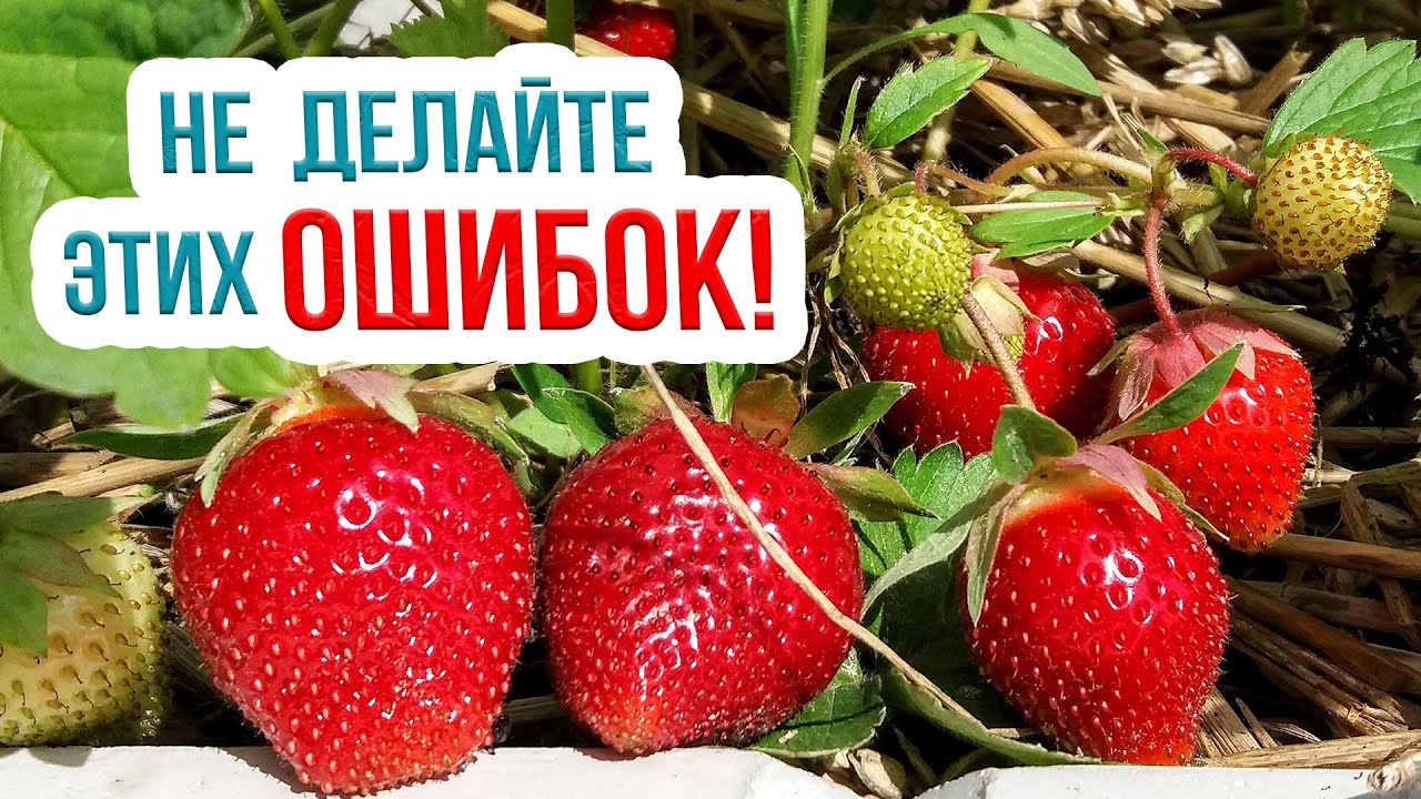 Посадка клубники осенью: эти советы УДВОЯТ УРОЖАЙ! Сажаем землянику в сентябре