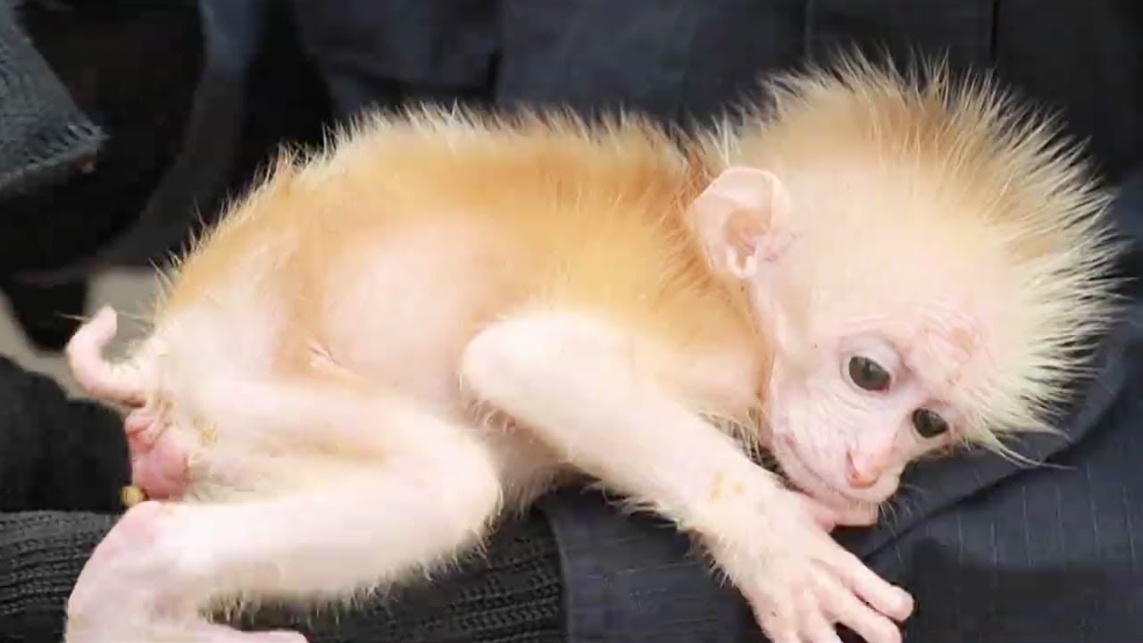 Baby northern pig-tailed macaque rescued in SW China