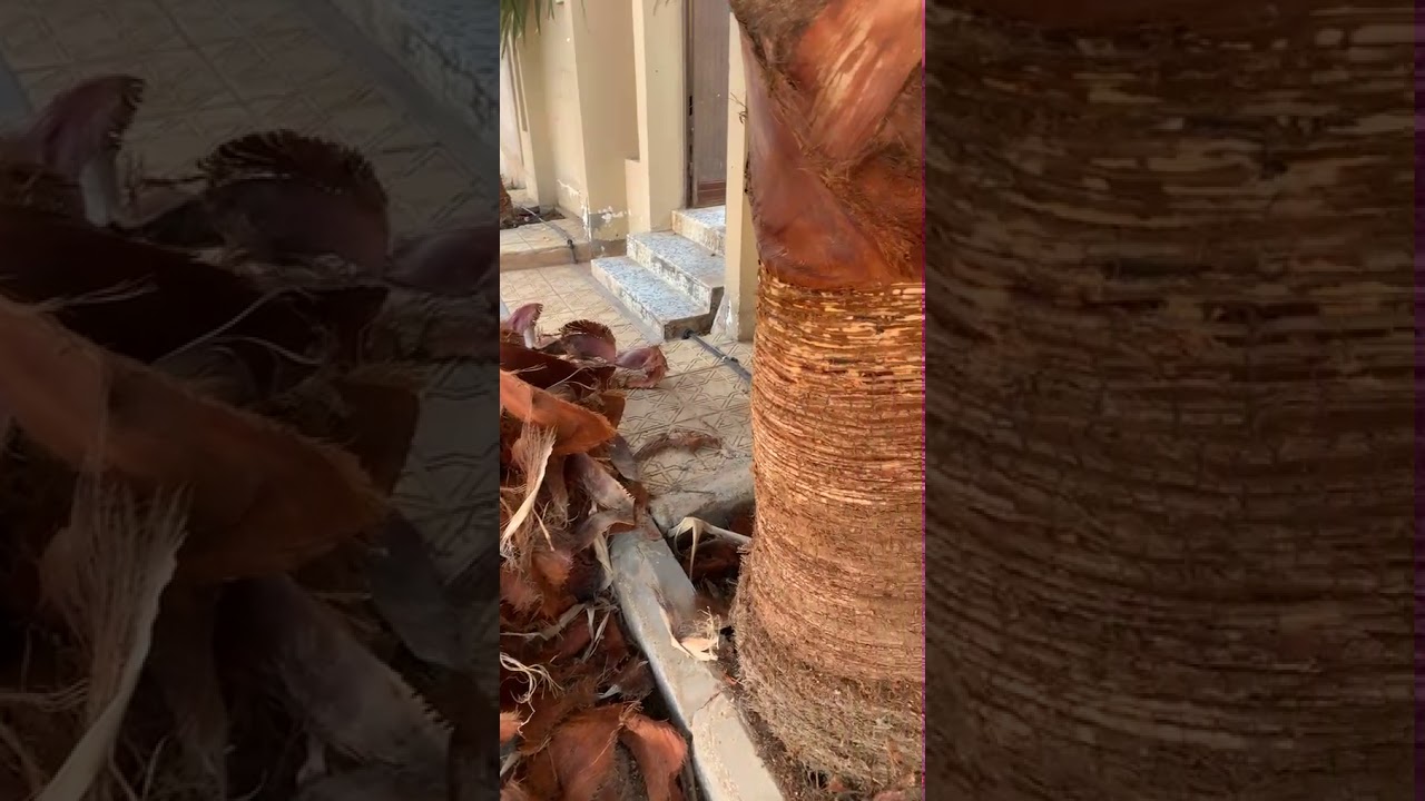تكريب نخيل الزينة ( تجميل جذع النخلة )