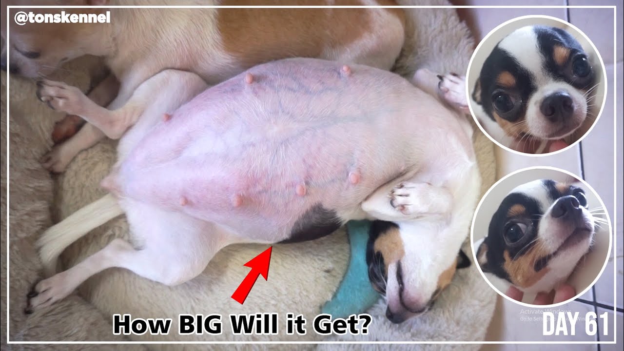 Dog's Pregnancy Period for 63 Days | Still Acts Cute