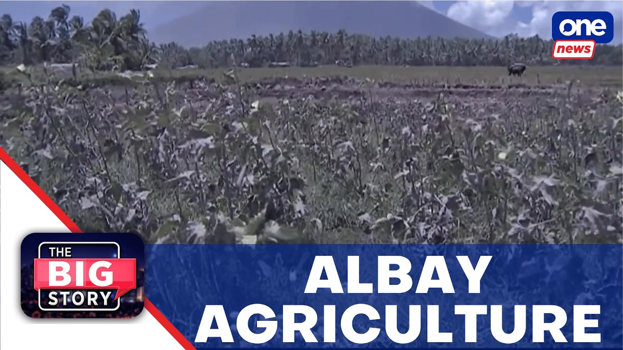 Agriculture in Albay severely hit by Mayon ashfall &mdash; Gov. Rosal