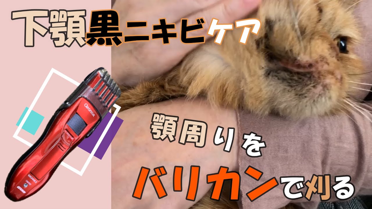 【ぶちゃ猫いずも♪】猫の下顎バリカンで剃ってニキビケア取り♪ニキビケア編②