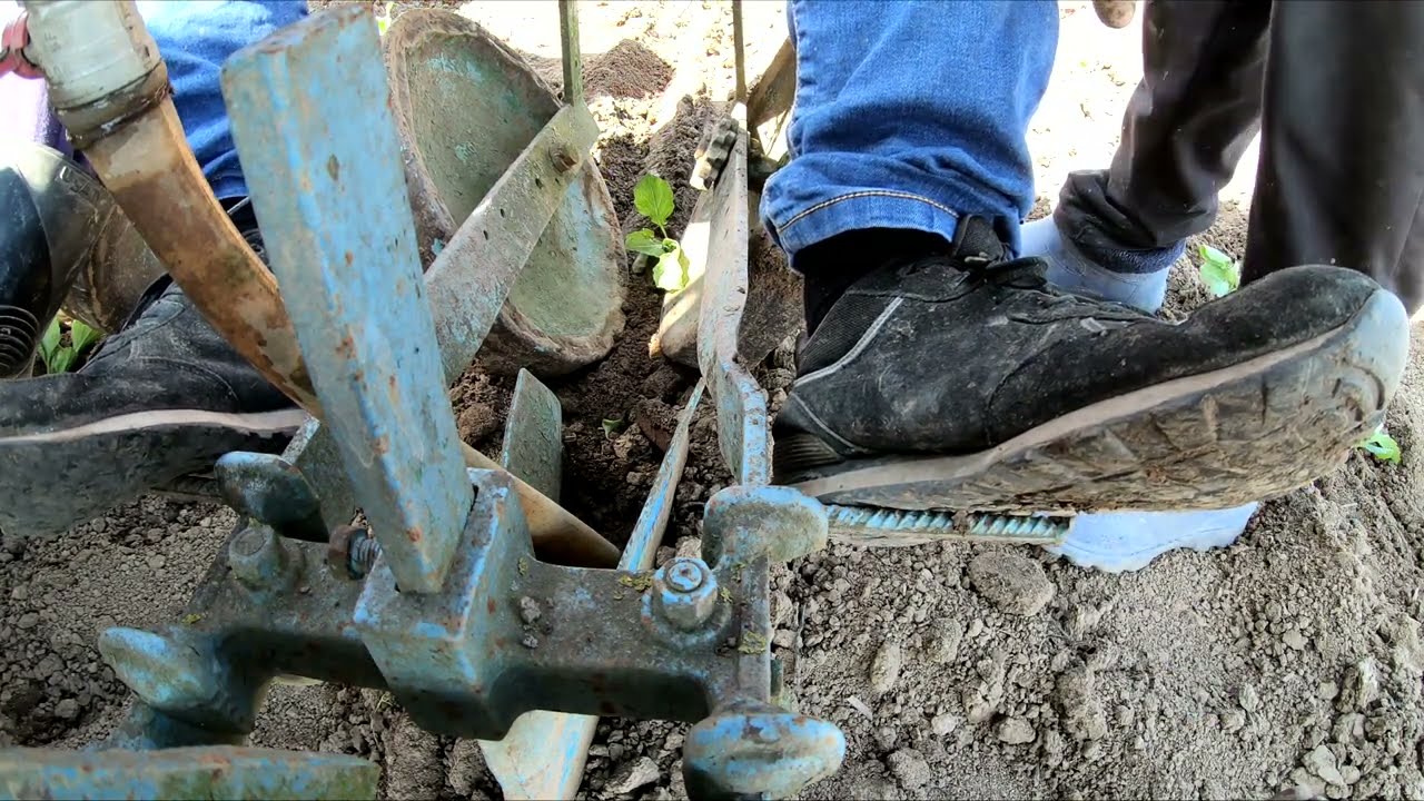 Plantat varză 2021