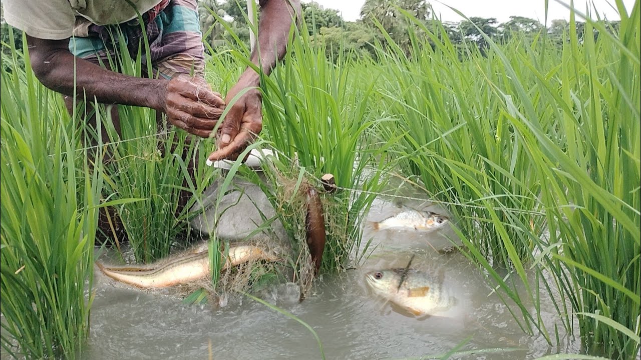 হামুন বন্যা ও বৃষ্টিতে বিলে কারেন্ট জাল দিয়ে মাছ ধরা| Village Fishing By Hamoon Flooding & Rainy Day