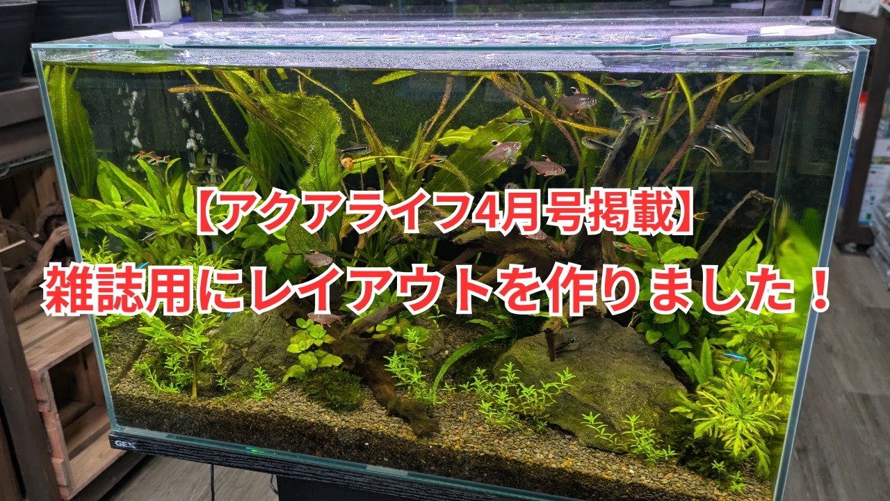 アクアライフ4月号に載るレイアウト水槽をご紹介します！
