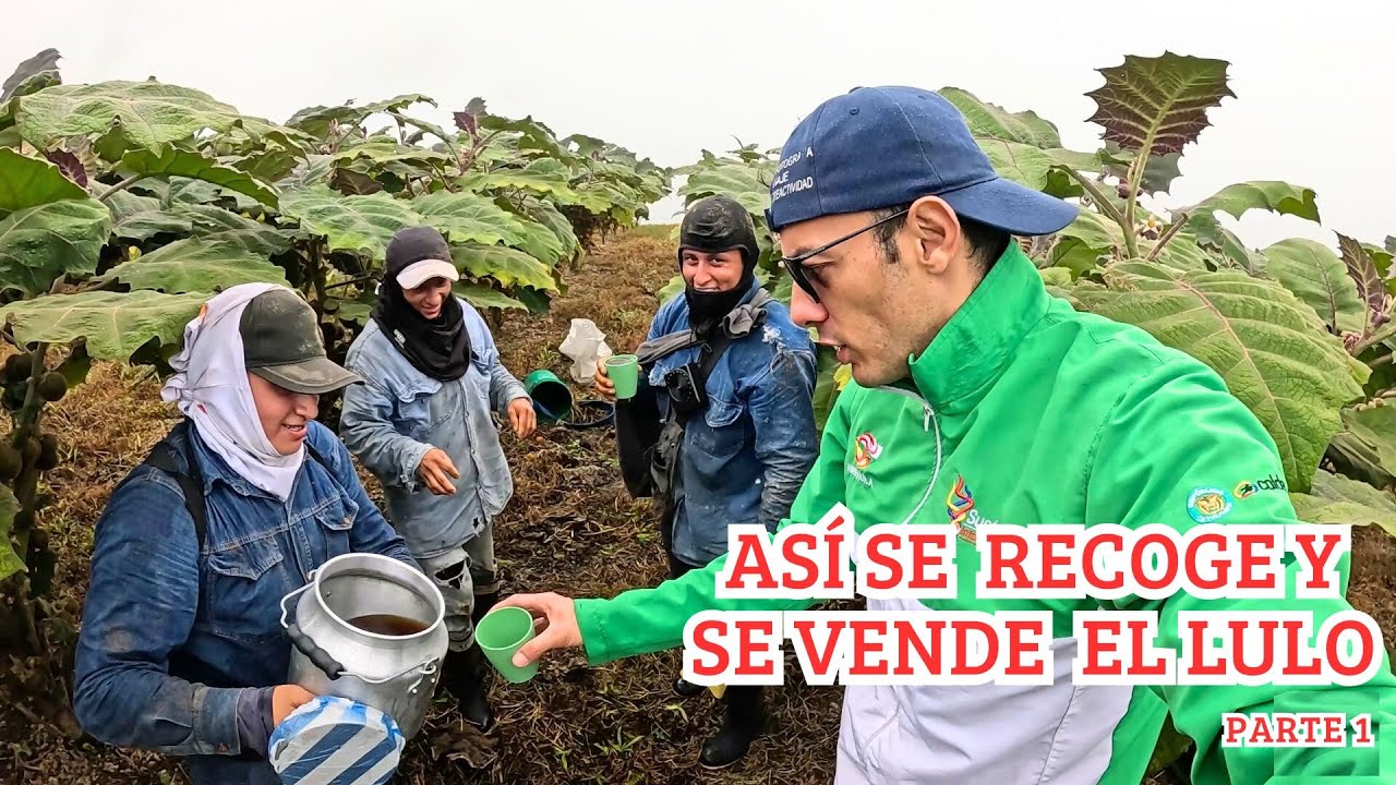 Cogiendo y vendiendo Lulo en el Huila - Parte 1
