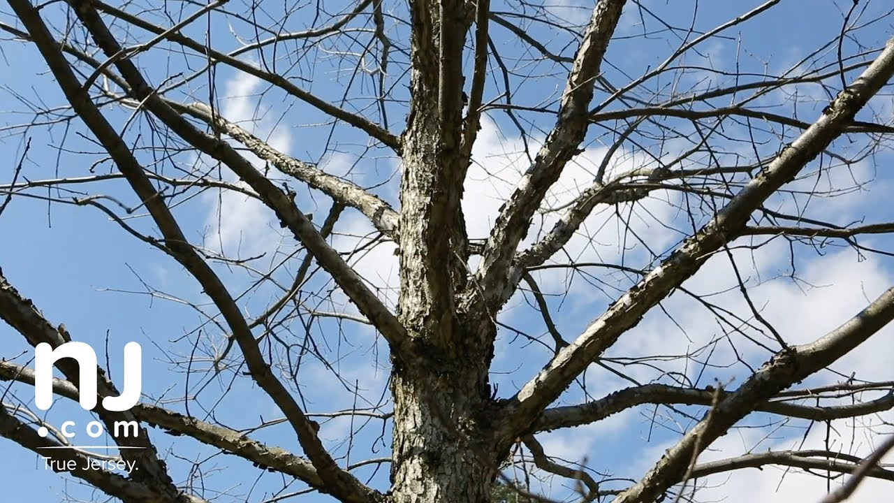 Update on offspring of 600-year-old Basking Ridge oak tree