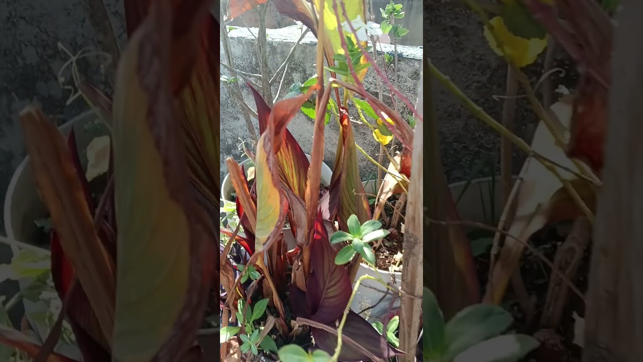 A very beautiful flower plant from my home garden 🏡🌹 #shahidabano #homegarden #gardening #plants 