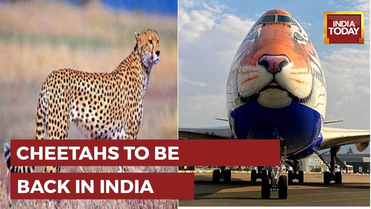 Special Report From Namibia: Plane Lands In Namibia To Get Cheetahs To India For PM Modi's Birthday
