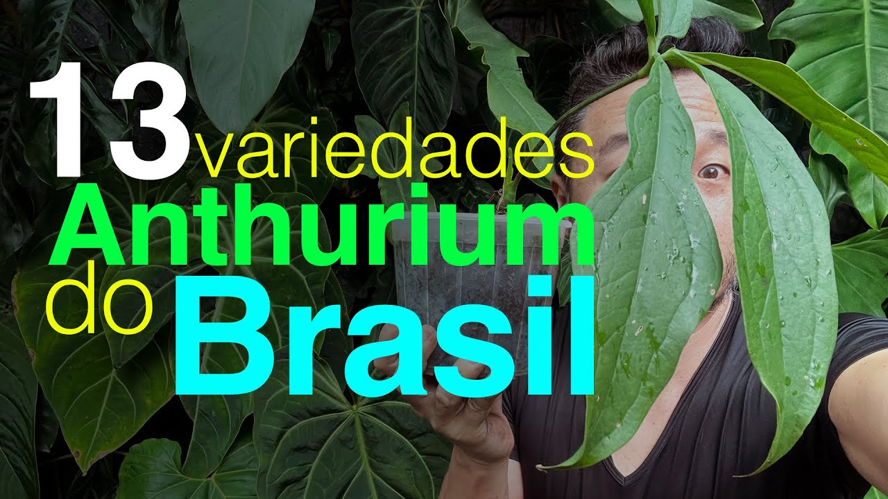 13 Variedades e Espécies de Anthurium do Brasil - Família Araceae | Jardineiros Urbandos por Flay