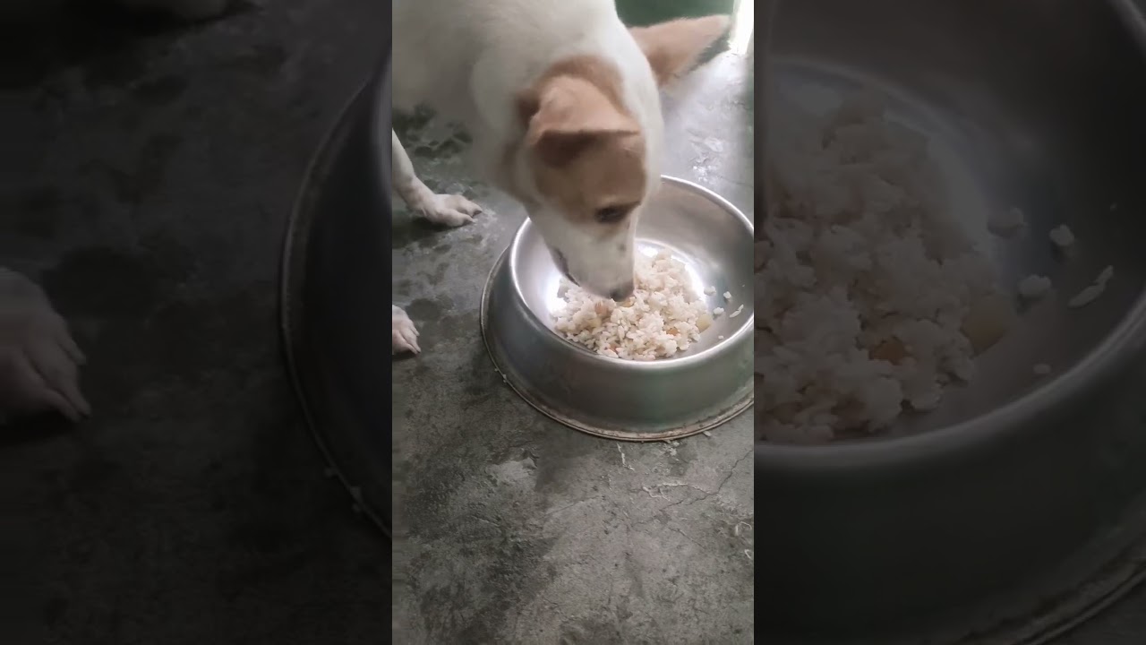 Alagaan natin sila sa masustansyang pagkain.