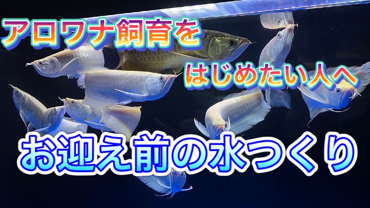 アロワナを飼いたいあなたへ～③～お迎え前に大事な「水つくり」のゴールは○○！