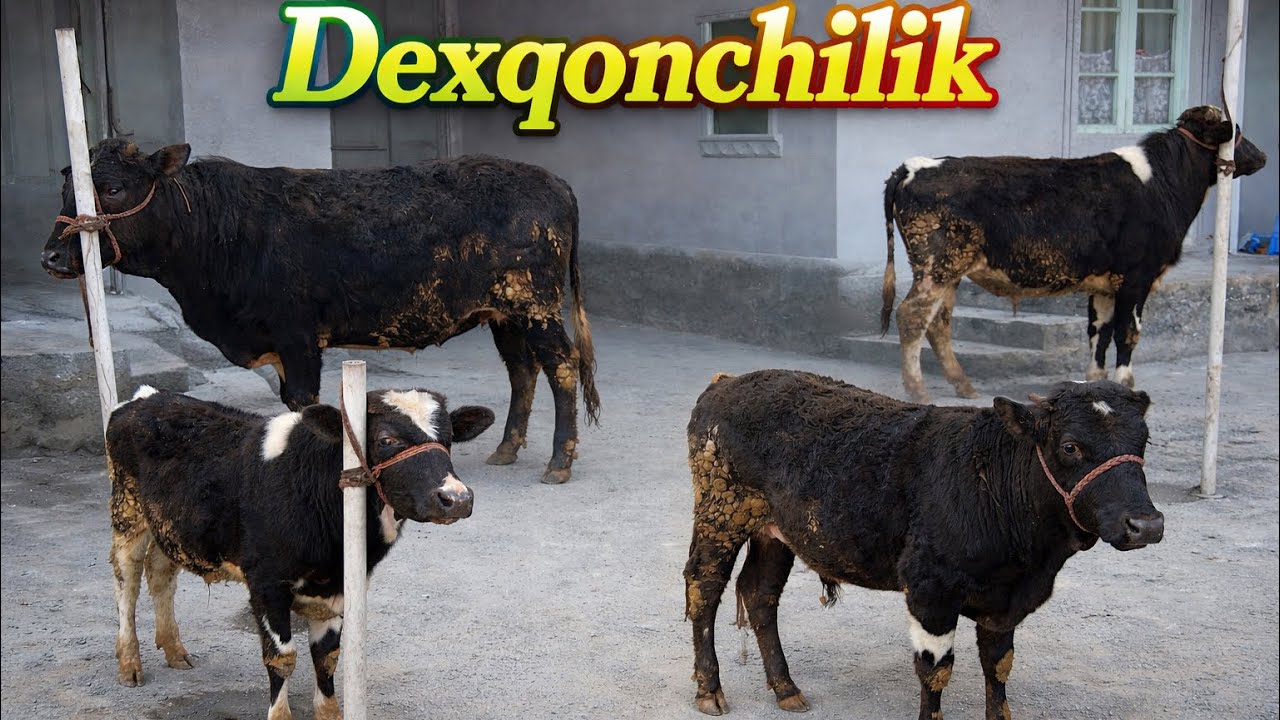 Dexqondan mesniy buqalar sotiladi narxa arzon ekan.✅✅✅😱😱😱👍👍👍🤝🤝🤝🔥🔥🔥💯💯💯