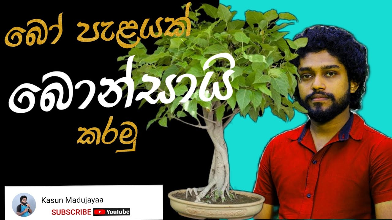 How to make bonsai sinhala | kasun madu jaya