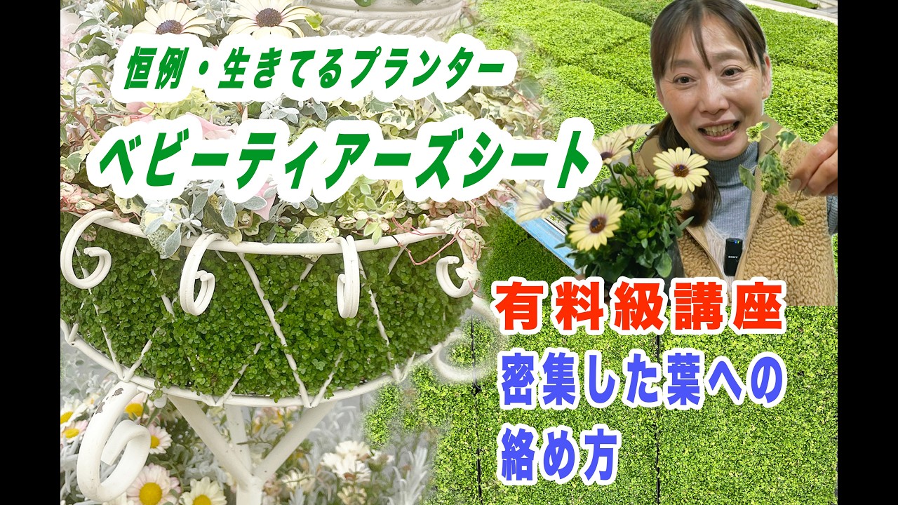 【有料級テク】密集した葉の中にどう絡めるか♡今年もやってきたベビーティアーズの季節！　生きてるプランターとカノンフラワーのコラボレーションが実現