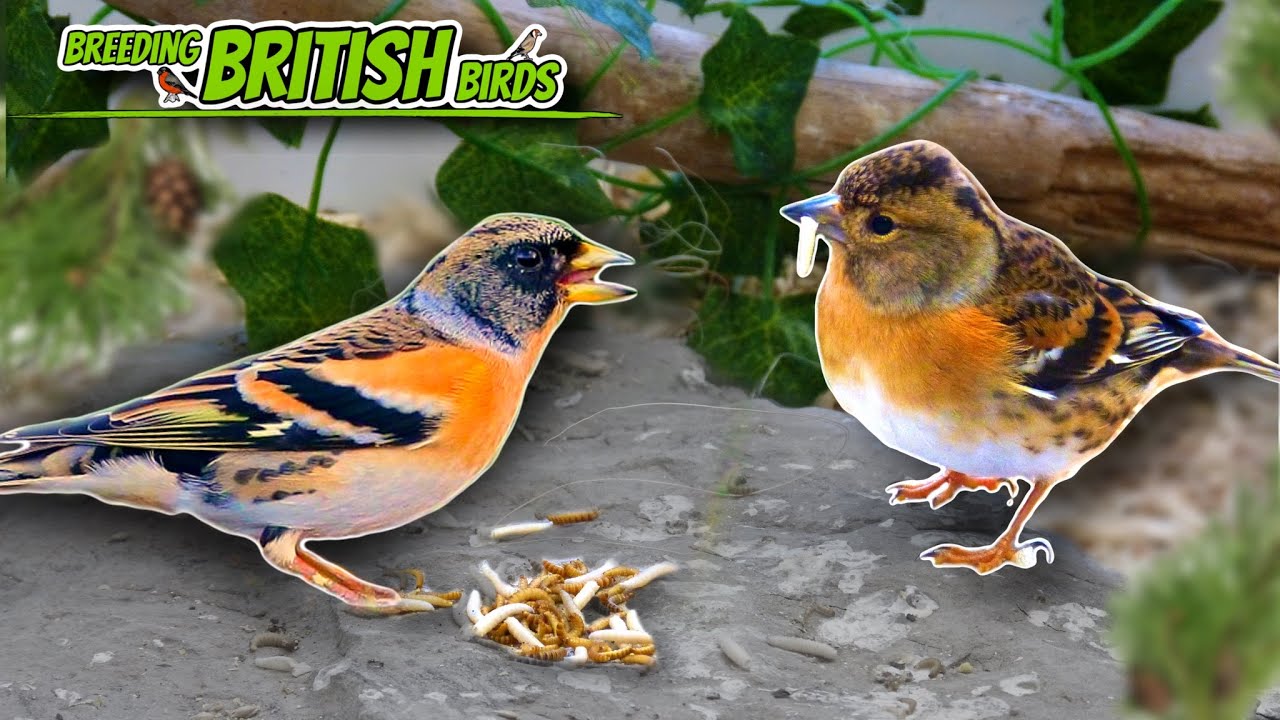 EXCITING News! | Breeding British Birds S3:Ep8