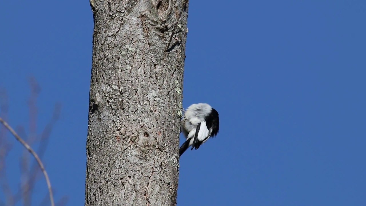 Canon 80D+Tamron 150-600 G2 Red Headed Woody
