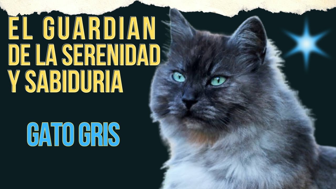 🌙✨ El Gato Gris: Guardi&aacute;n de Secretos y Energ&iacute;as M&iacute;sticas#fyp #fypyoutube