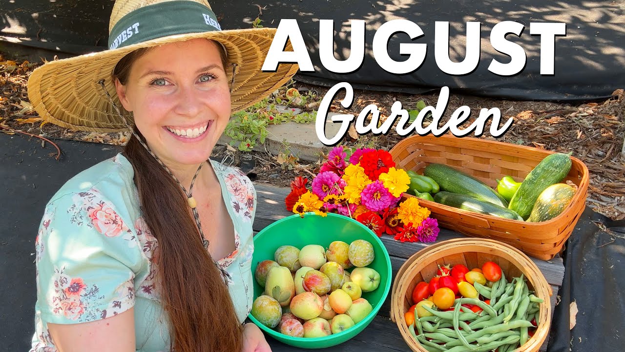 August Garden Tour: Plenty of Harvests (and Bird Damage!)