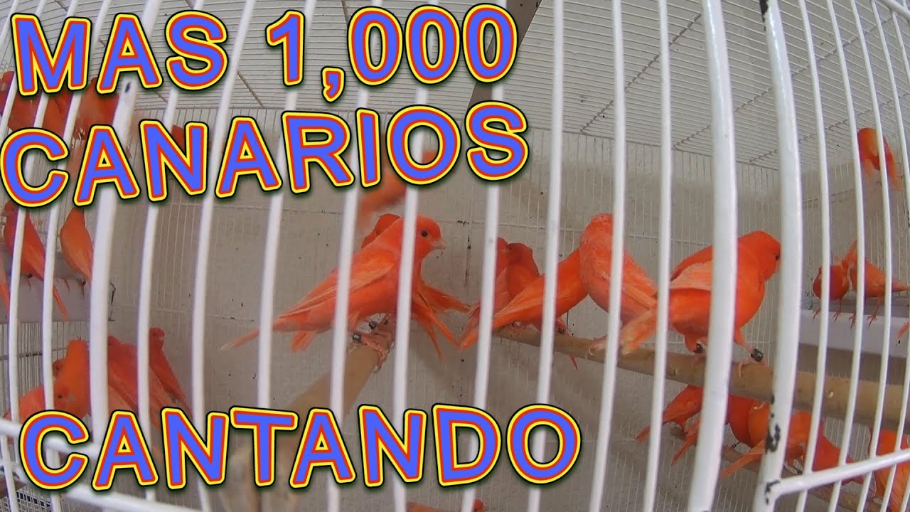 Increíble Tienda de 🐤 🐣 🐥CANARIOS🐤 🐣 🐥 encontramos 1.000 avesitas(Mario Blogs)