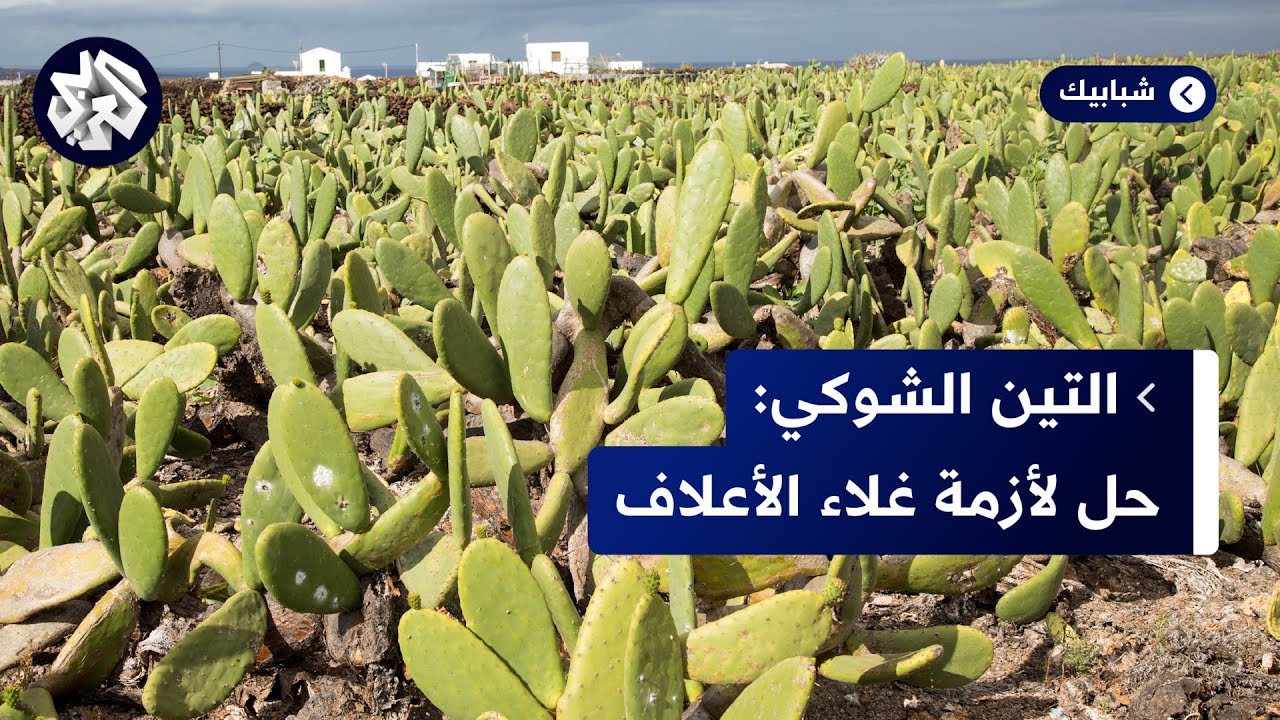 تونس.. التين الشوكي الأملس زراعة مقاومة للجفاف وحل بديل لإطعام الماشية بسبب غلاء الأعلاف