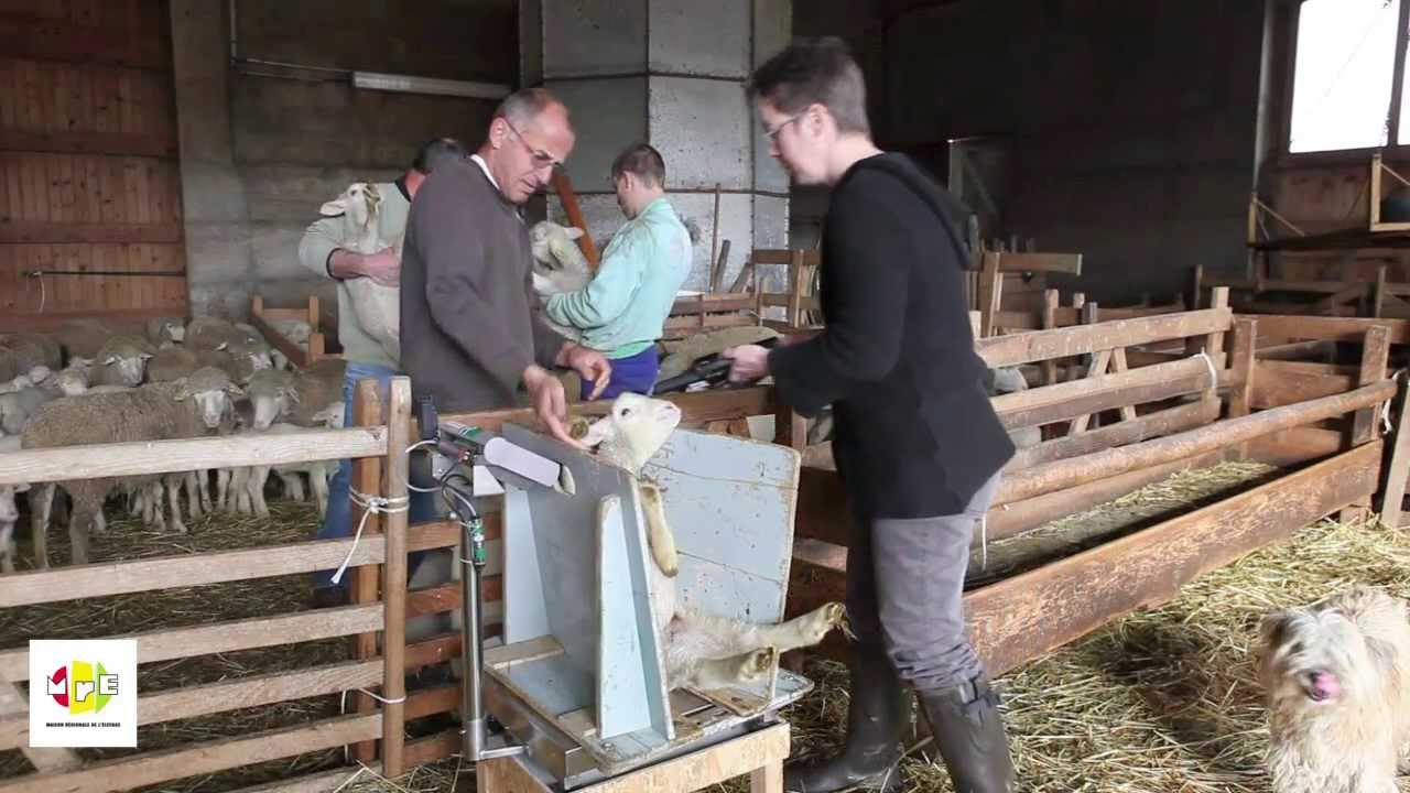 L'élevage ovin en PACA