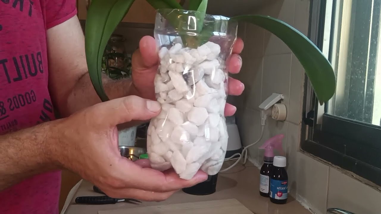 סחלב עם ריקבון שורשים