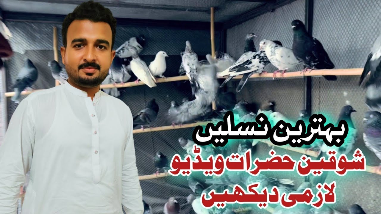 Pakistani Pigeons | birds