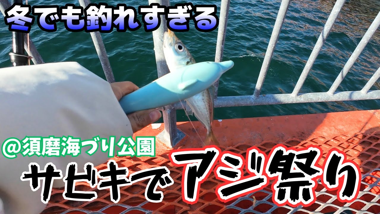 【須磨海釣り公園】冬でもサビキでアジを釣りまくる‼️