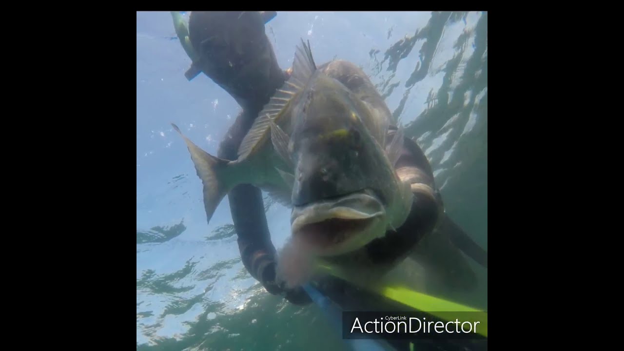 Agguati in acqua bassa con roller Salvimar Hero 85 con oratona finale - spearfishing