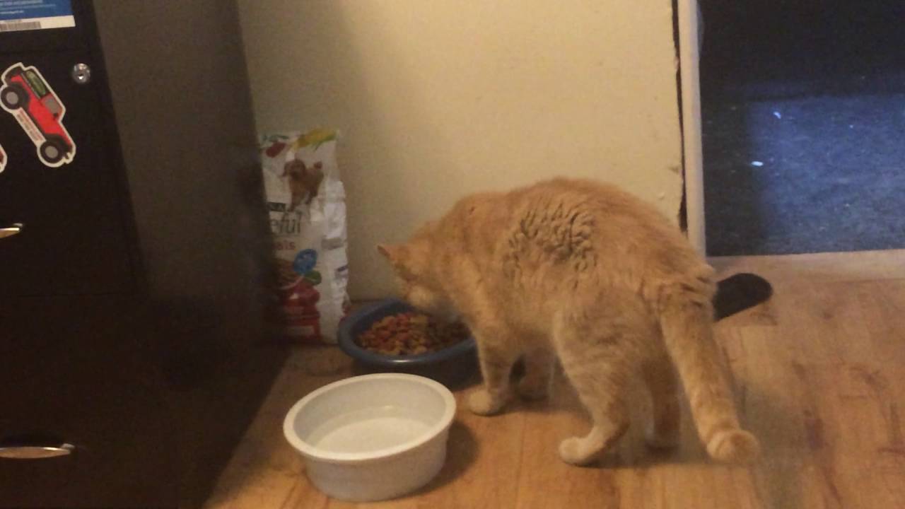 Tiger eating dog food