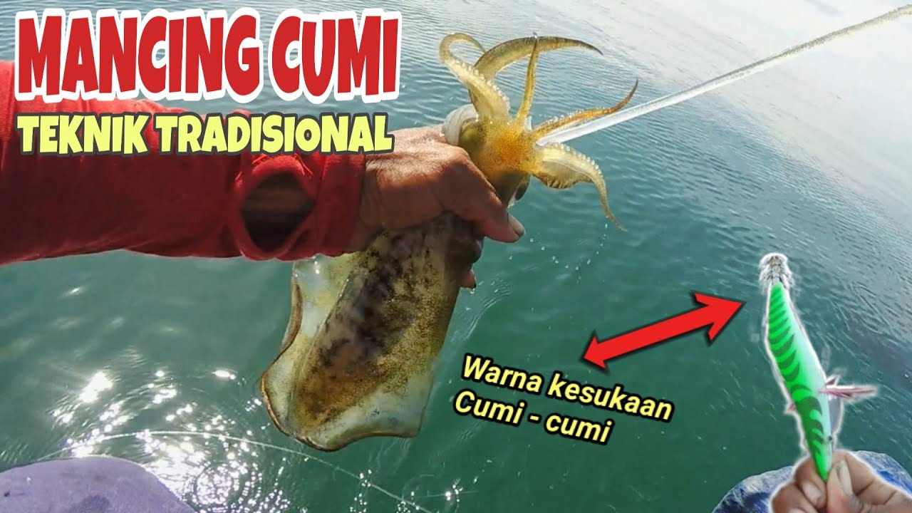 Mancing Cumi Siang Hari, Teknik Tradisional Memang Ampuh!