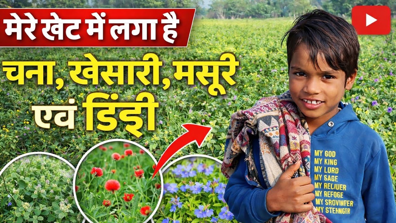 Aaj apane khet ka sara tur karaunga#KhetLife #TurFasal #ArharCutting #DesiVlog #VillageLife #Farmer