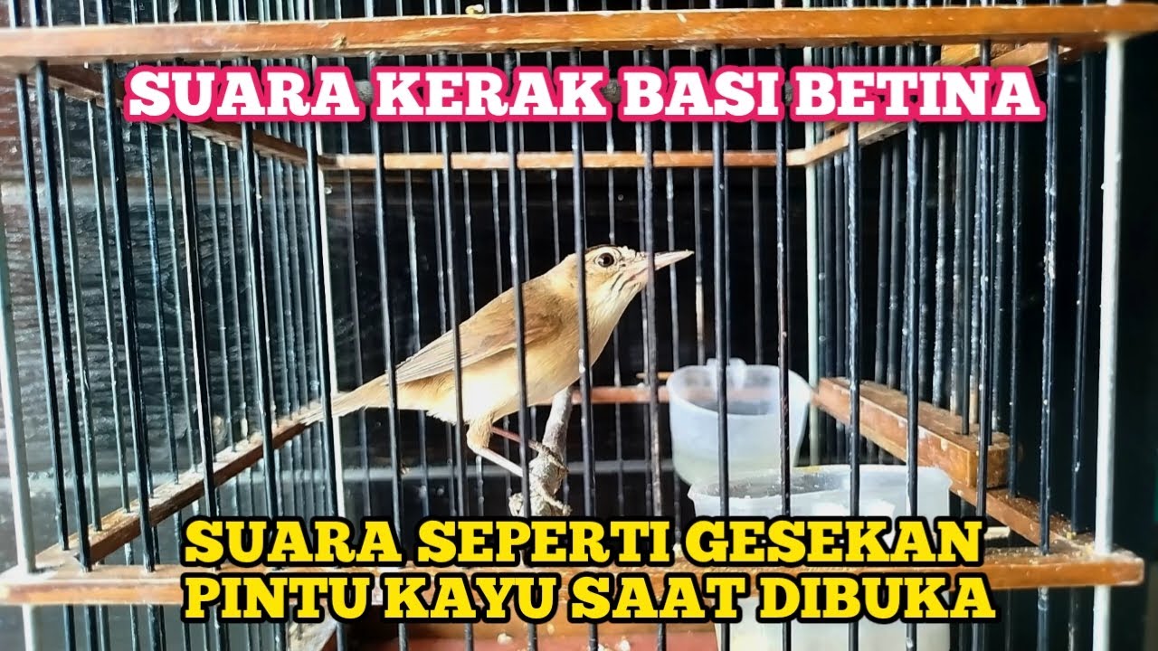 SUARA KERAK BASI ALIS HITAM BETINA PALING DICARI PENGHOBBY KERBAS