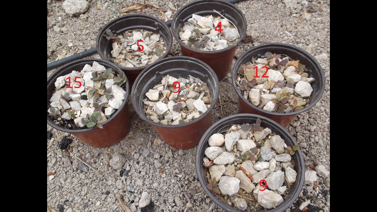Alcaparra. Siembra, germinacion, crecimiento, reposo y rebrotacion.