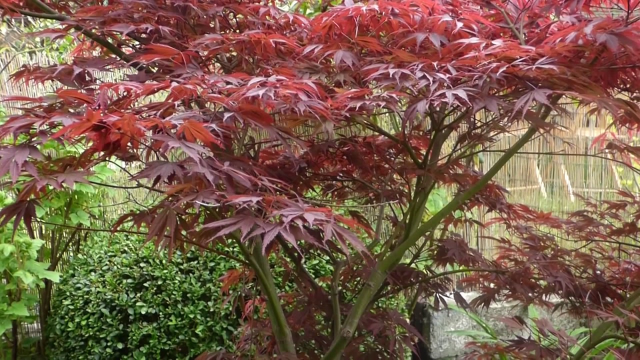 Acer palmatum Atropurpureum