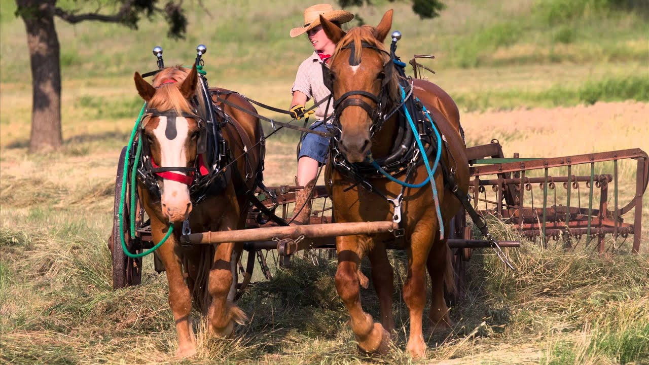 Cutting and raking hay with horses in Oklahoma