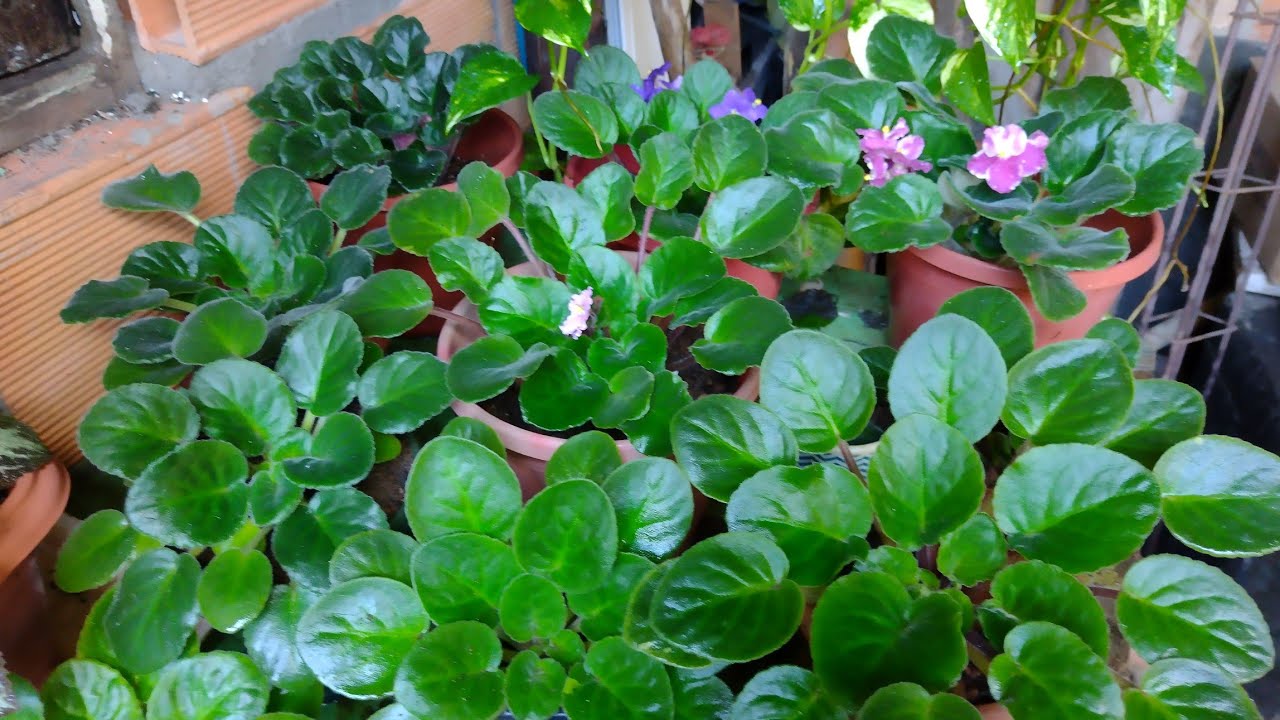 como manter um cultivo de violetas? como fazer mudinha?como regar? qual é o ambiente de cultivo?